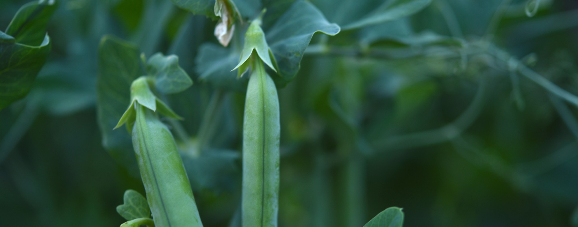 Pea